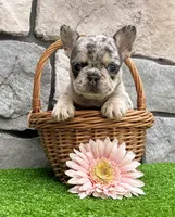 Dawn, a female French Bulldog for sale in Berlin, OH – 4 of 5