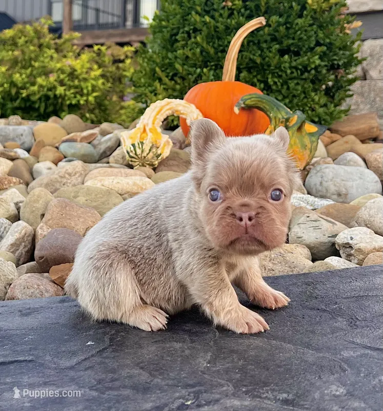 Fancy – French Bulldog puppy for sale in Berlin, OH