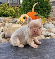 Fancy, a female French Bulldog for sale in Berlin, OH – 1 of 6