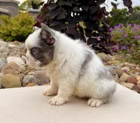 Darla , a female French Bulldog for sale in Berlin, OH – 2 of 4