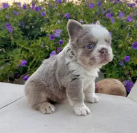 Master, a male French Bulldog for sale in Berlin, OH – 4 of 6