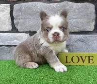 Master, a male French Bulldog for sale in Berlin, OH – 6 of 6