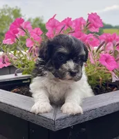 Dillon, a male Havanese for sale in Berlin, OH – 2 of 10