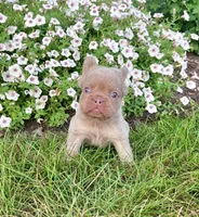 Fancy, a female French Bulldog for sale in Berlin, OH – 4 of 6