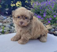 Oscar , a male Havanese for sale in Berlin, OH – 3 of 7