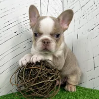 Carlos, a male French Bulldog for sale in Berlin, OH – Photo 1 of 4