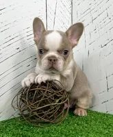 Carlos, a male French Bulldog for sale in Berlin, OH – Photo 1 of 4