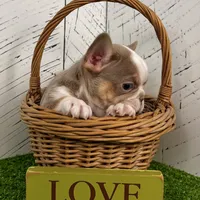 Carlos, a male French Bulldog for sale in Berlin, OH – Photo 3 of 4