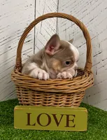 Carlos, a male French Bulldog for sale in Berlin, OH – Photo 3 of 4