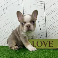 Carlos, a male French Bulldog for sale in Berlin, OH – Photo 2 of 4