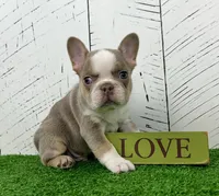 Carlos, a male French Bulldog for sale in Berlin, OH – Photo 2 of 4