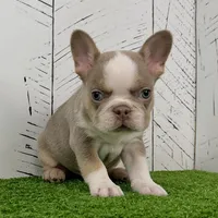 Carlos, a male French Bulldog for sale in Berlin, OH – Photo 4 of 4