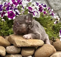 Bliss, a female French Bulldog for sale in Berlin, OH – 4 of 6