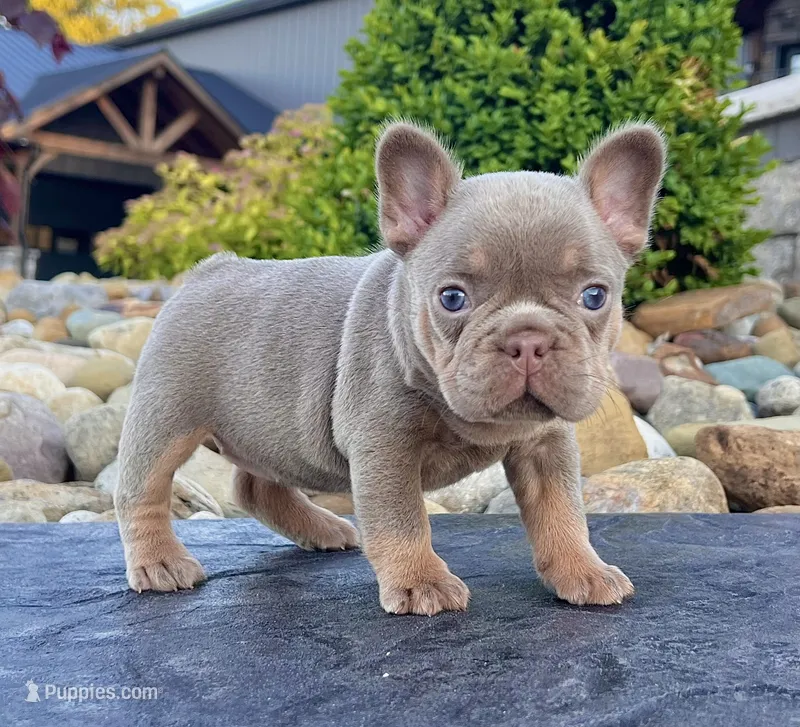 Tracy – French Bulldog puppy for sale in Berlin, OH
