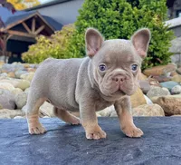 Tracy, a female French Bulldog for sale in Berlin, OH – 1 of 6