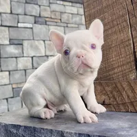Ace Pink, a male French Bulldog for sale in Berlin, OH – Photo 7 of 7