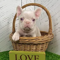 Ace Pink, a male French Bulldog for sale in Berlin, OH – Photo 4 of 7