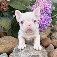 Ace Pink, a male French Bulldog for sale in Berlin, OH – Photo 1 of 7