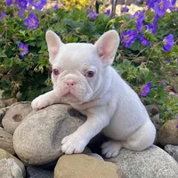 Ace Pink, a male French Bulldog for sale in Berlin, OH – Photo 6 of 7