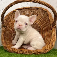 Ace Pink, a male French Bulldog for sale in Berlin, OH – Photo 3 of 7