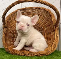 Ace Pink, a male French Bulldog for sale in Berlin, OH – Photo 3 of 7