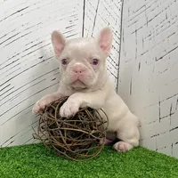 Ace Pink, a male French Bulldog for sale in Berlin, OH – Photo 5 of 7