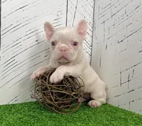 Ace Pink, a male French Bulldog for sale in Berlin, OH – Photo 5 of 7