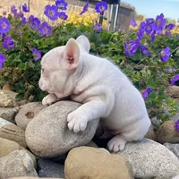 Ace Pink, a male French Bulldog for sale in Berlin, OH – Photo 2 of 7