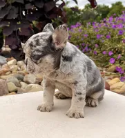 Dawn, a female French Bulldog for sale in Berlin, OH – 5 of 5