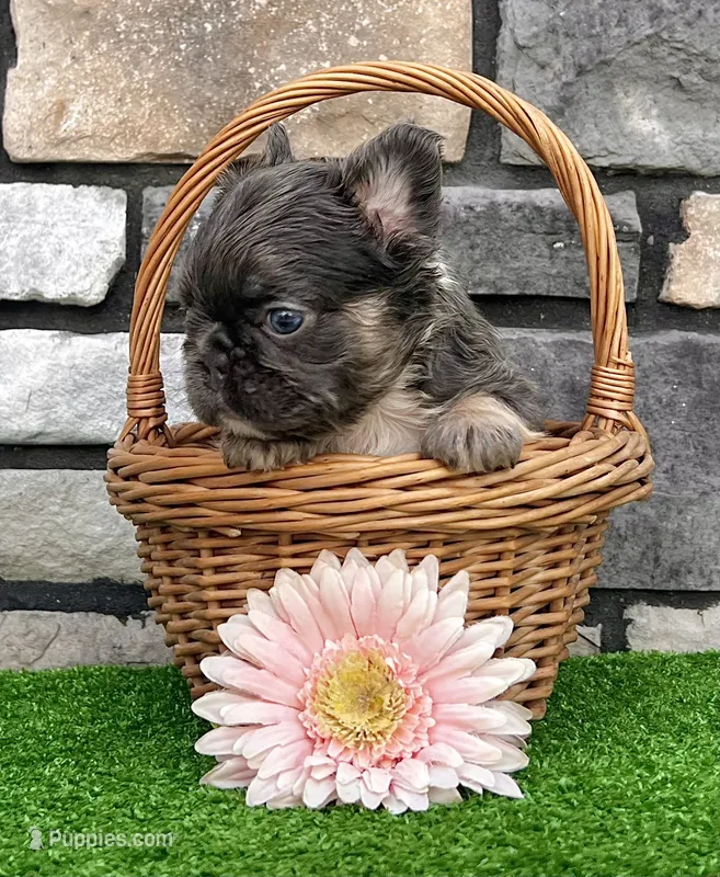 Allie – French Bulldog puppy for sale in Berlin, OH
