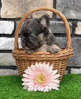 Allie, a female French Bulldog for sale in Berlin, OH – 1 of 5