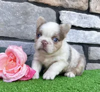 Mercedes , a female French Bulldog for sale in Berlin, OH – 5 of 6