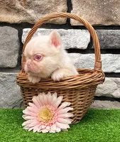 Candi pink , a female French Bulldog for sale in Berlin, OH – 6 of 6