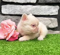 Candi pink , a female French Bulldog for sale in Berlin, OH – 3 of 6