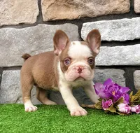Addi, a female French Bulldog for sale in Berlin, OH – 2 of 5