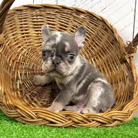 Damon, a male French Bulldog for sale in Berlin, OH – Photo 3 of 3