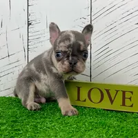 Damon, a male French Bulldog for sale in Berlin, OH – Photo 2 of 3