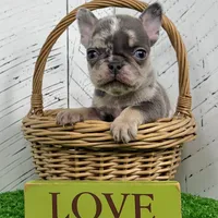 Damon, a male French Bulldog for sale in Berlin, OH – Photo 1 of 3
