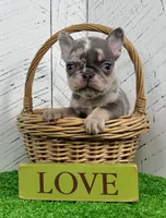 Damon, a male French Bulldog for sale in Berlin, OH – Photo 1 of 3