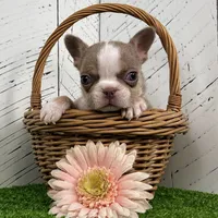 Barbie, a female French Bulldog for sale in Berlin, OH – Photo 2 of 3