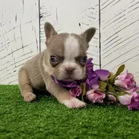 Barbie, a female French Bulldog for sale in Berlin, OH – Photo 3 of 3