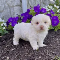 Angie, a female Havanese for sale in Berlin, OH – Photo 3 of 4