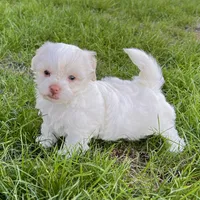 Angie, a female Havanese for sale in Berlin, OH – Photo 1 of 4