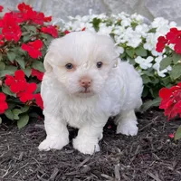 Angie, a female Havanese for sale in Berlin, OH – Photo 4 of 4