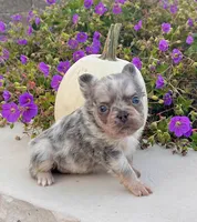 Diego, a male French Bulldog for sale in Berlin, OH – 7 of 7