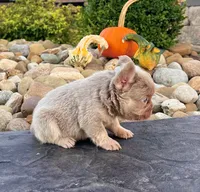 Fancy, a female French Bulldog for sale in Berlin, OH – 6 of 6