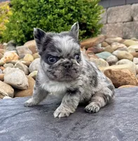 Tiffany , a female French Bulldog for sale in Berlin, OH – 2 of 8