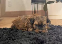 Cooper, a male Havanese for sale in Berlin, OH – Photo 2 of 4