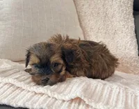 Cooper, a male Havanese for sale in Berlin, OH – Photo 3 of 4