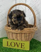 Cooper, a male Havanese for sale in Berlin, OH – Photo 4 of 4